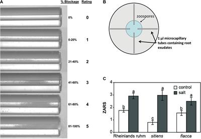 Abscisic Acid as a Dominant Signal in Tomato During Salt Stress Predisposition to Phytophthora Root and Crown Rot